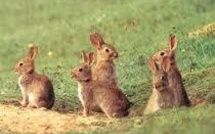 Mortel week-end de Pâques pour 18 000 lapins néo-zélandais
