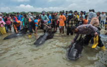 Indonésie : 46 baleines pilotes meurent sur une plage, trois sont sauvées