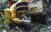Un agrotoxique interdit en Europe décime les abeilles en Colombie
