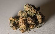 "Cannabis récréatif" : une légalisation plébiscitée par une large consultation citoyenne