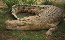Australie: un Français pris à la tête par un crocodile se libère à coups de poing
