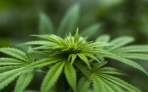 Légalisation du cannabis: "une fausse bonne idée" pour Castex