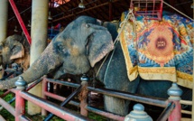 Russie: dispute d'éléphants en plein cirque, une enquête ouverte
