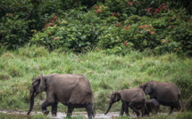 Après le braconnage, l'avocat menace l'éléphant du Kenya