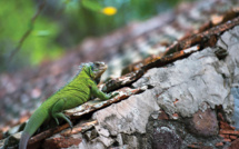 L'iguane local des Antilles menacé par une espèce invasive