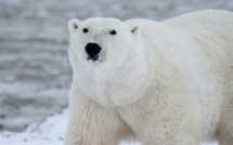 En manque de phoques, les ours blancs se tournent - mal - vers les oeufs