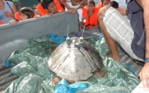 La tortue  Ariti  "satellisée" à Teahupoo