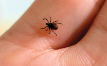 Maladie de Lyme: 30% des tiques porteuses d'un agent infectieux