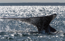 Une baleine grise égarée observée pour la première fois en Méditerranée française