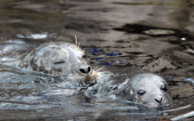 Russie: près de 170 phoques retrouvés morts au bord de la Caspienne