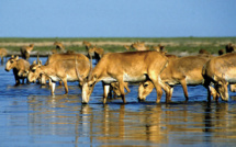 Kazakhstan: 350 antilopes saïga menacées tuées par la foudre