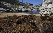 Une algue japonaise invasive colonise les Calanques de Marseille