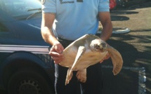 Insolite : Une tortue….en « garde-à-vue » à Arue