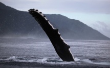 Biodiversité locale : Les baleines...et les orques sont arrivés !