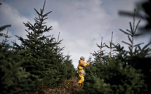 Climat: les forêts françaises, puits de carbone "en difficulté"