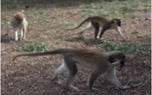 Mystère autour de babouins "traumatisés" dans un zoo néerlandais