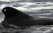 En Polynésie, la cohabitation entre les pêcheurs et les mammifères marins est parfois délicate