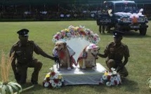 Sri Lanka: les noces de chiens policiers suscitent la fureur du ministre