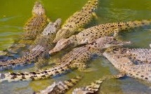 Crocodiles en série en Australie