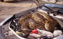 Une automobiliste havraise trouve un python dans son moteur