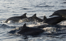 Aux îles Feroé, émotion après la mise à mort de 1.400 dauphins