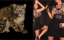 Un zoo anglais bannit les habits aux imprimés léopard et zèbre