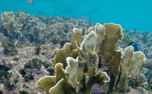 Disparition de 14% du corail dans le monde entre 2009 et 2018