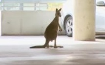 Australie: un kangourou dans le terminal de l'aéroport de Melbourne