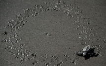 Panama: nés en écloserie, les bébés tortues conduits à l'océan vers leur sombre destinée