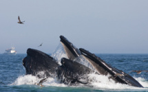 L'appétit des baleines, bien plus gros qu'estimé et essentiel pour l'écosystème