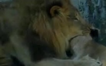 USA: sous les yeux des visiteurs d'un zoo, un lion tue une lionne