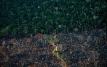 En Colombie, l'Amazonie victime insoupçonnée des accords de paix
