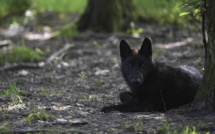 Un zoo du Tarn fermé après la fuite d'une meute de loups