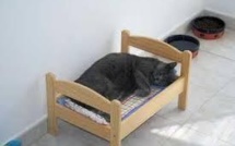 Bientôt, un hôtel "tout confort" pour chats à Paris