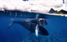 Aire marine gérée : La Fape insiste