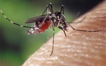 Des cas de zika, de dengue et de chikungunya en Nouvelle-Calédonie