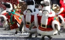 Les pingouins de Noël frappés de disparition à Castres