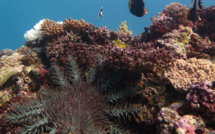 L'Australie investit dans la protection de la Grande barrière de corail