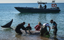 Une jeune baleine secourue près d'Athènes, a été retrouvée morte
