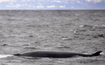 L'Islande vers la fin de la chasse à la baleine