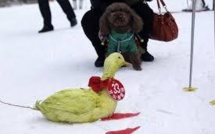 Une tortue bat un lapin dans une course de ski en Chine