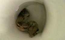 Un boa retrouvé dans les toilettes d'un collège de l'Ardèche