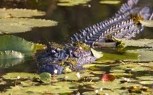 Australie: un garçonnet de 12 ans emporté par un crocodile