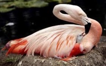 Le plus vieux flamant rose du monde s'éteint à l'âge de 83 ans