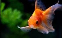 GB: Avaler des poissons rouges vivants est "horrible" et illégal