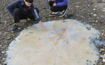 Une méduse géante s'échoue sur une plage en Australie