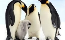 GB: des pingouins sous antidépresseurs pour cause de météo calamiteuse