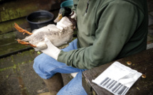 Grippe aviaire: déjà dix millions de volailles abattues en France