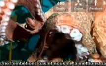 Une pieuvre géante attaque un plongeur qui la filmait