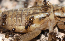 Des scientifiques ont découvert un antidote naturel à une espèce invasive de fourmis aux Etats-Unis